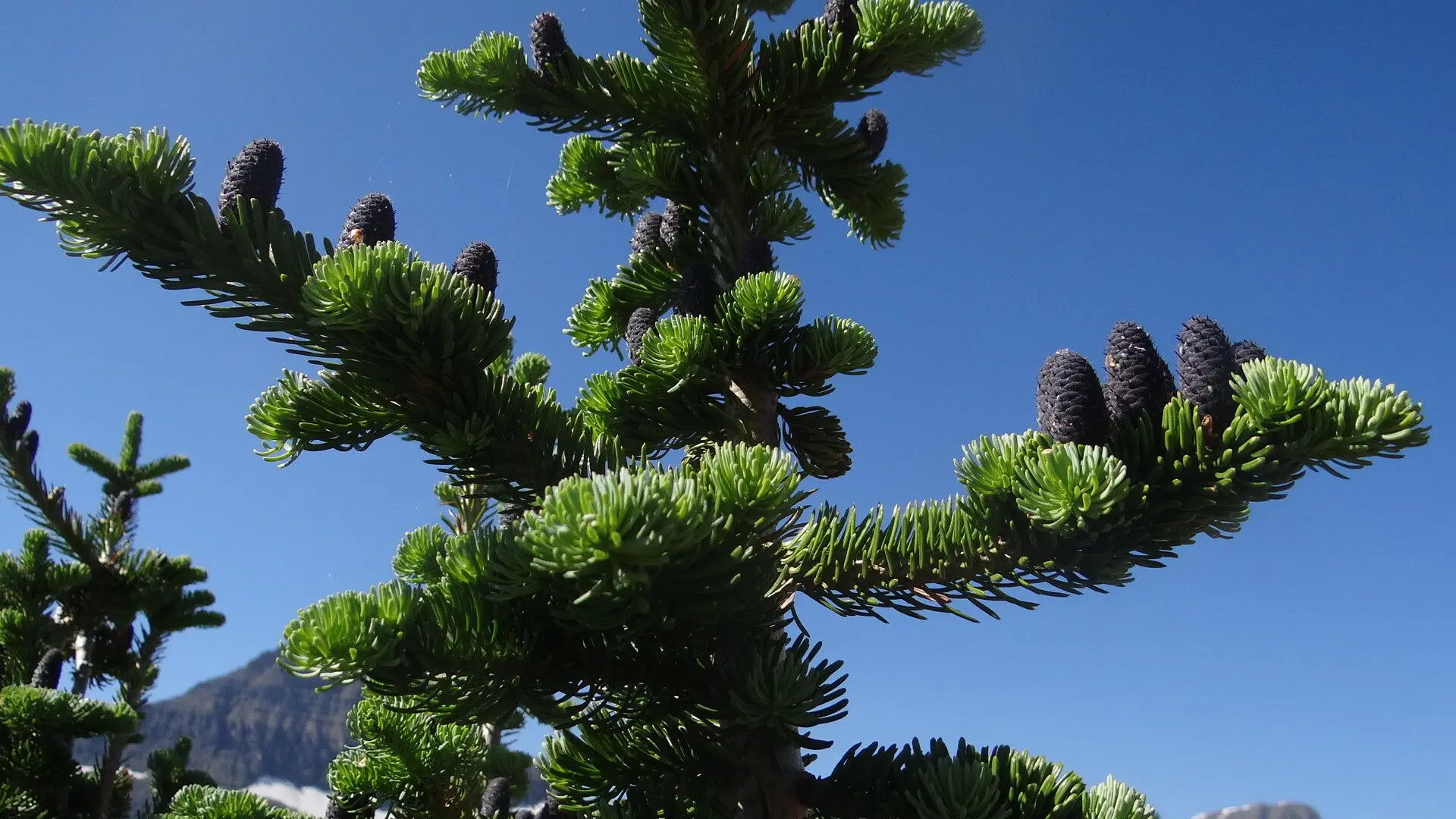 <p>abies lasiocarpa</p><p>characteristics: sparse spindly tree, stomatal banding on both sides, terpentine smell</p>