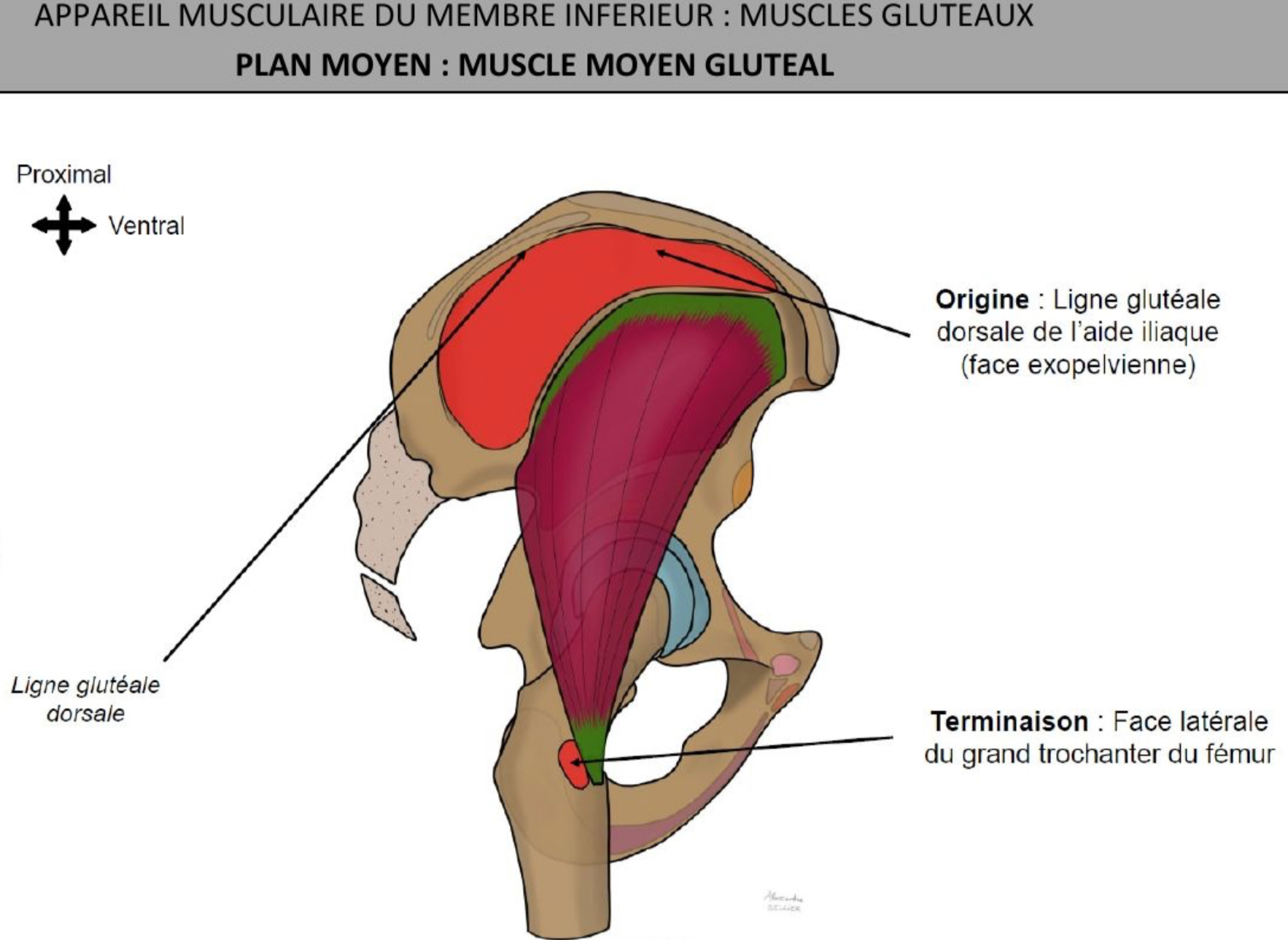 <p>Entre les muscles petit &amp; grand glutéal</p><p>Entre 2 lignes gluteales de l’aile iliaque (face exopelvienne) → face latérale du grand trochanter du fémur</p>