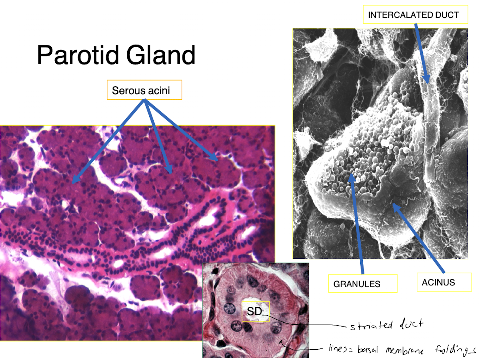 <ul><li><p>tubuloalveolar gland </p></li><li><p><strong>serous acini </strong>produce thin water secretion rich in enzymes and antibodies </p></li><li><p>25% of alkaline salivary volume is secreted by parotid gland </p></li></ul>