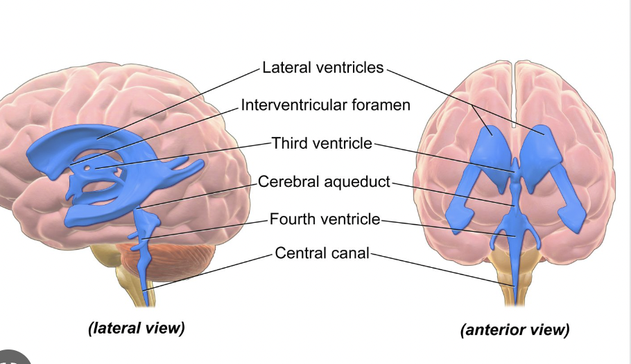 <p>What are the four ventricles?</p>