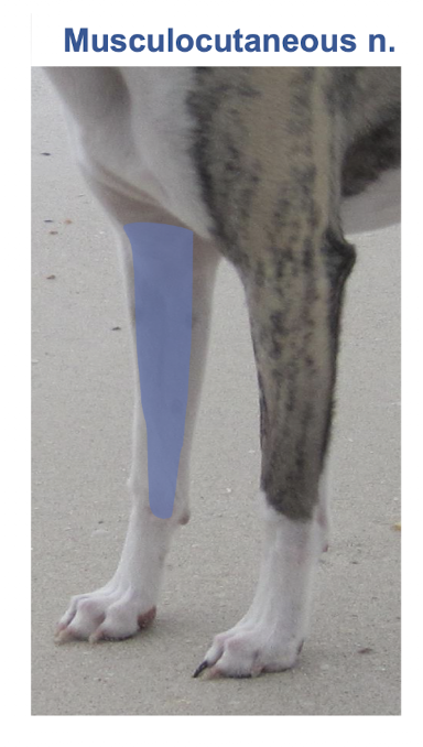 <p>Sensory: </p><ol><li><p>Cranial &amp; medial aspect of elbow</p></li><li><p>Medial aspect of antebrachium.</p></li></ol><p>Motor: </p><ol><li><p>Biceps brachii </p></li><li><p>Brachialis</p></li></ol><p></p>