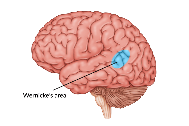 <p>An area located in the left temporal lobe related to the understanding of words. (When this part gets damaged, it may be hard speaking meaningful sentences). </p>
