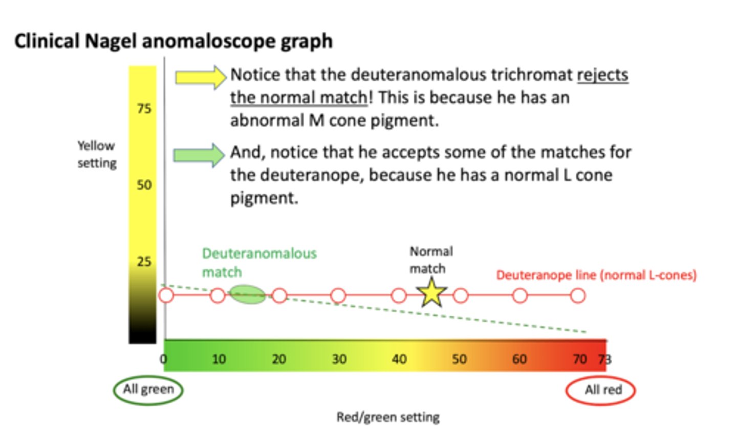 <p>1. reject normal match (beginning of test)</p><p>2. matches too much green for the normal yellow</p><p>why? - "green-weak", don't have normal M-cones</p>