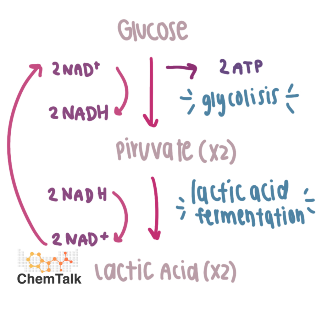 <ul><li><p>Human muscle cells, bacteria that produce yogurt, other food products</p></li><li><p>No intermediate</p></li><li><p>Outputs: 2 lactate, 2 NAD+, 2 ATP (from glycolysis)</p></li><li><p>NAD+ is regenerated/recycled over and over</p></li></ul><p></p>