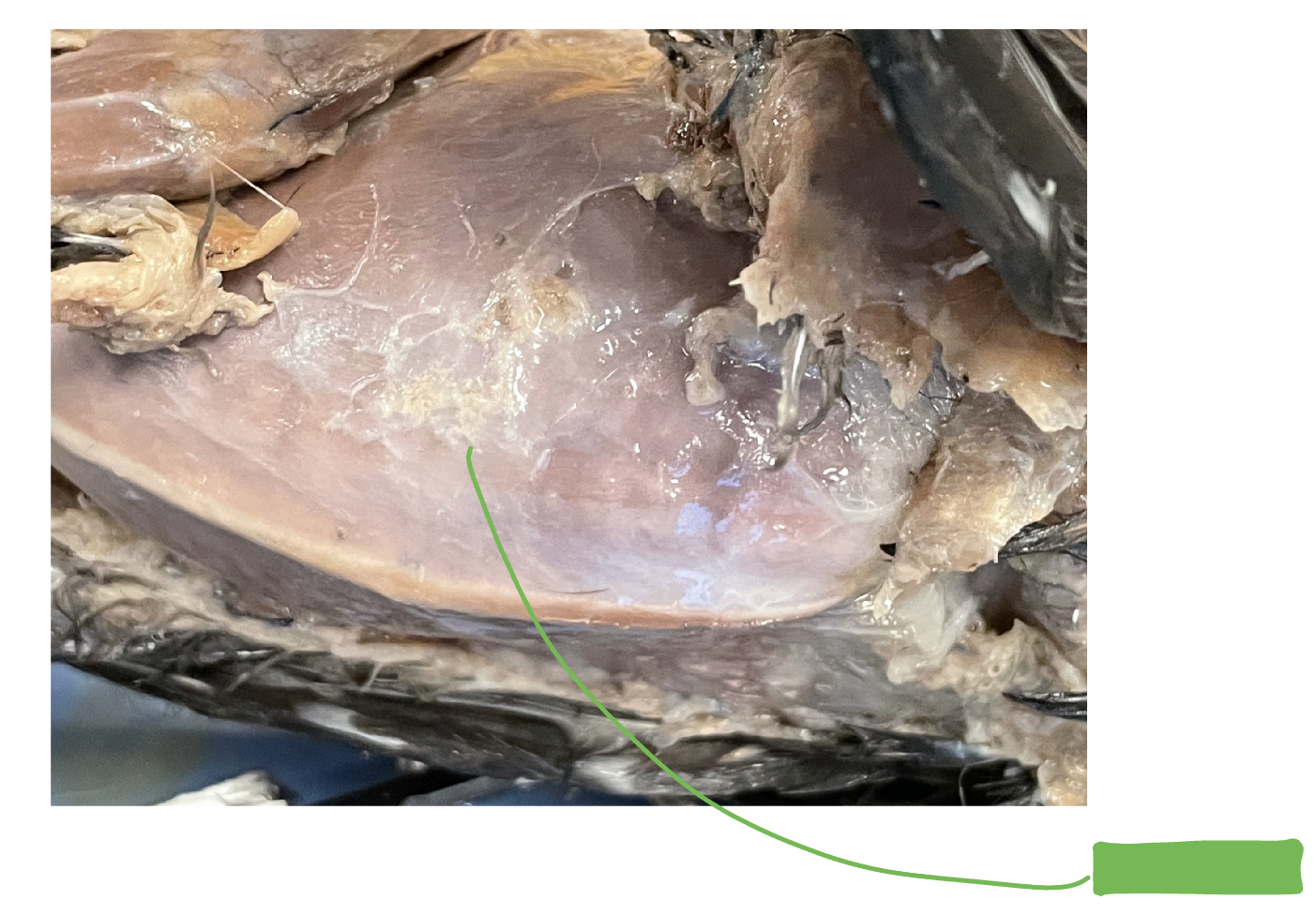 What muscle in the bird is in green?