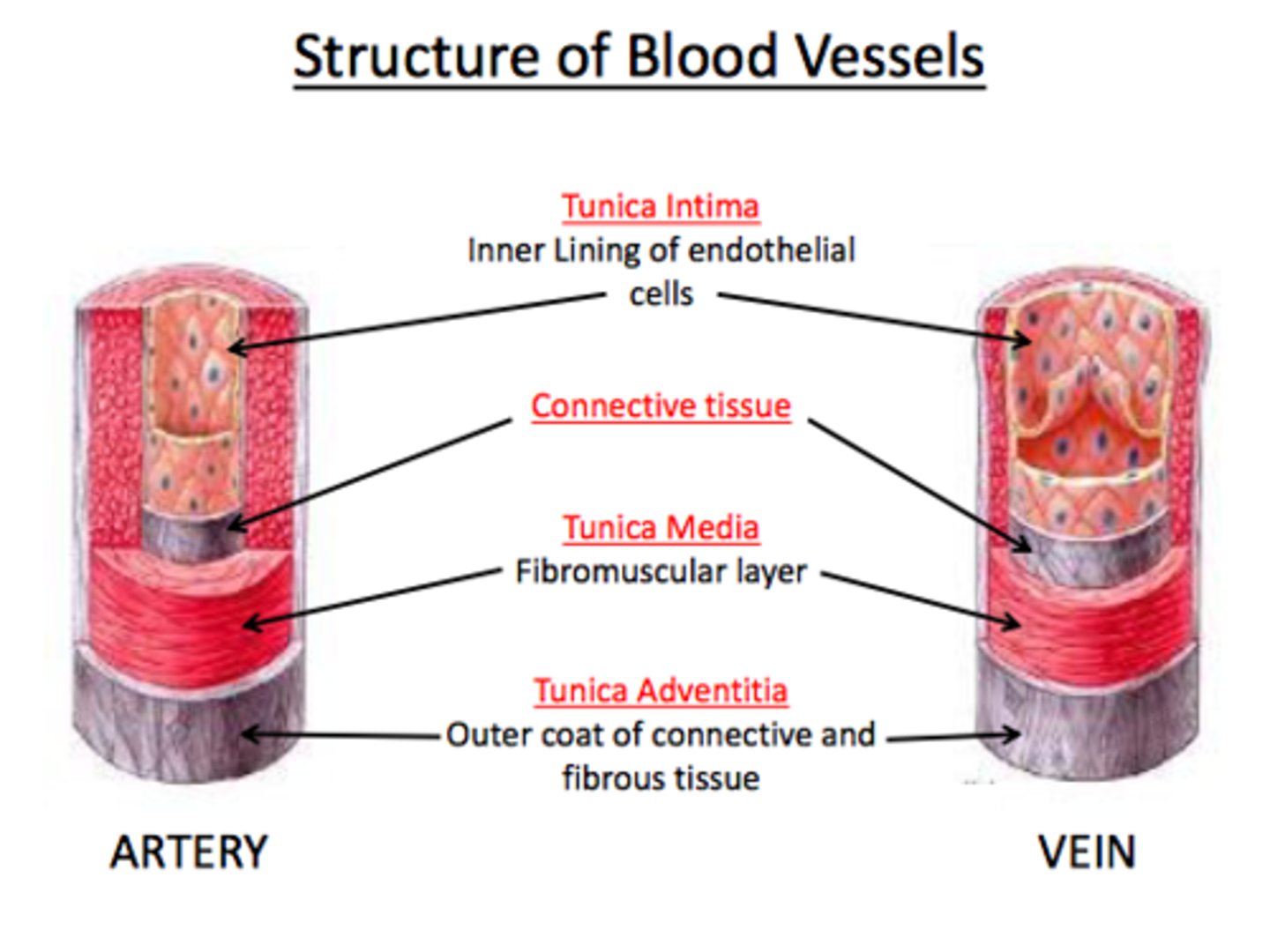 <p>tunica externa, tunica media, tunica intima</p>