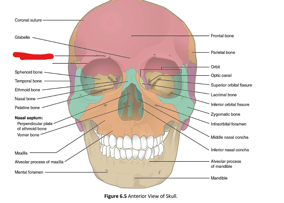 term image