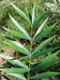 <p>Bamboo Cycad</p>