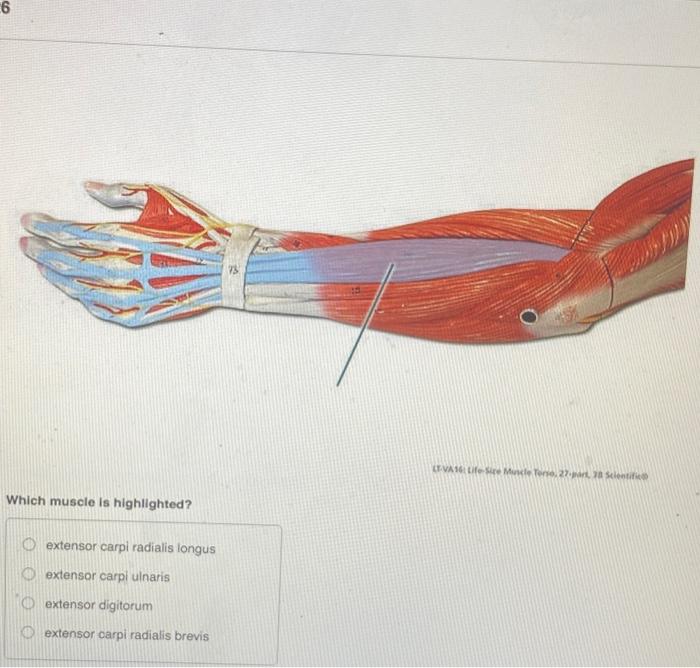 Action: extends wrist and fingers