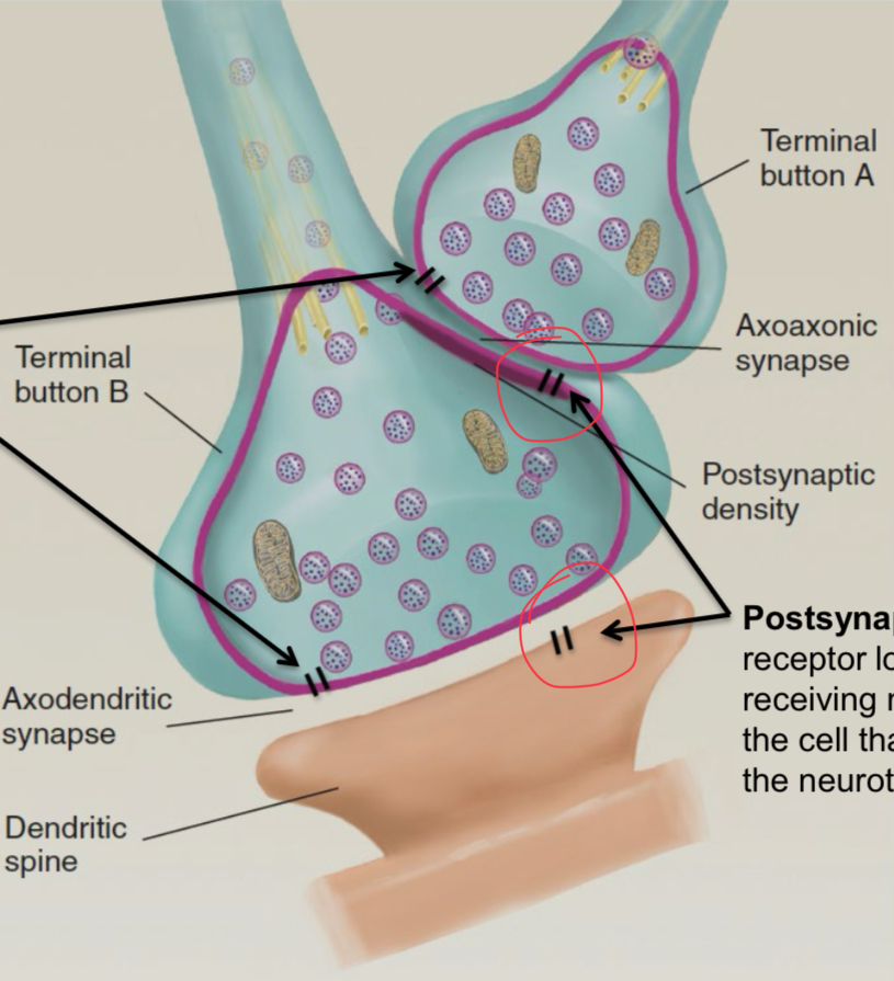 <ul><li><p>it is receptor located in the receiving neuron (not on the cell that is releasing the neurotransmitter)</p></li></ul><p></p>
