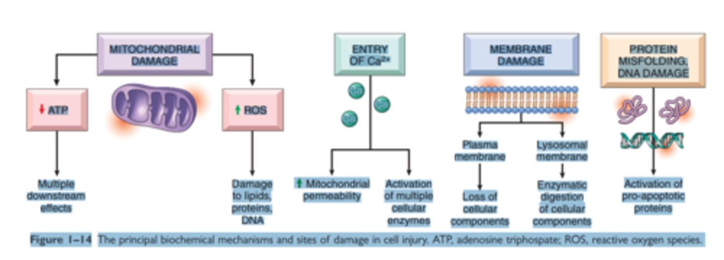 <p>ATP depletion</p><p>Mitochondrial damage</p><p>Influx of Calcium</p><p>Accumulation of Reactive Oxygen Species</p><p>Inc Permeability of cell membrane</p><p>Accumulation of DNA damage and misfolded proteins</p>