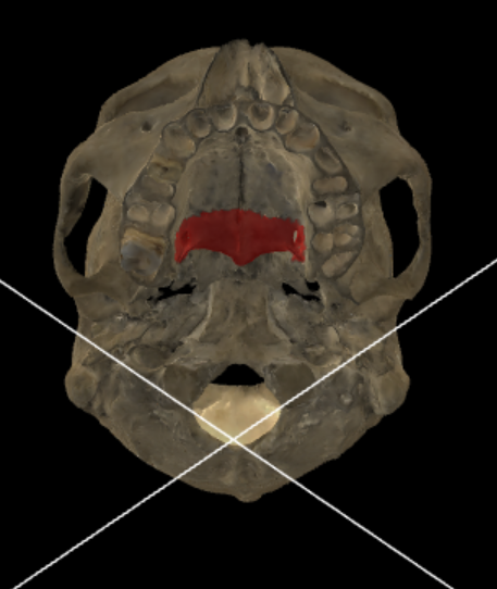 <p><span>dit is een horizontaal verlopend beenplaatje dat caudaal aansluit tegen de proc. palatinus van de maxilla; zo bouwen deze twee beenplaten het hard verhemelte op.</span></p>