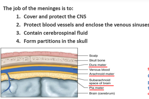 <p>Dura mater, Arachnoid mater, Pia mater are protective membranes around the CNS</p>