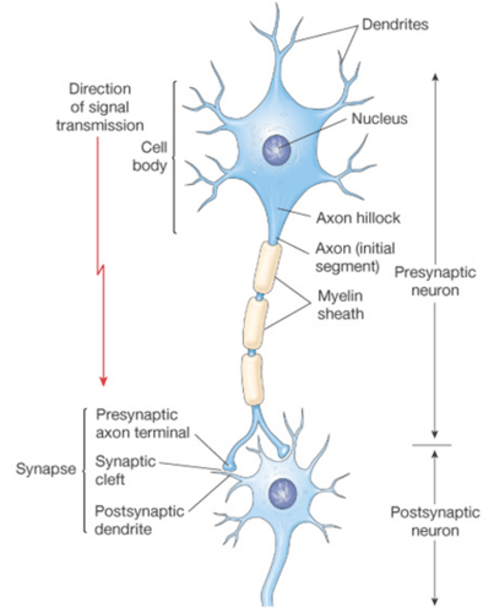 <p>first portion of axon, initiates action potentials, lowest threshold potentials</p>