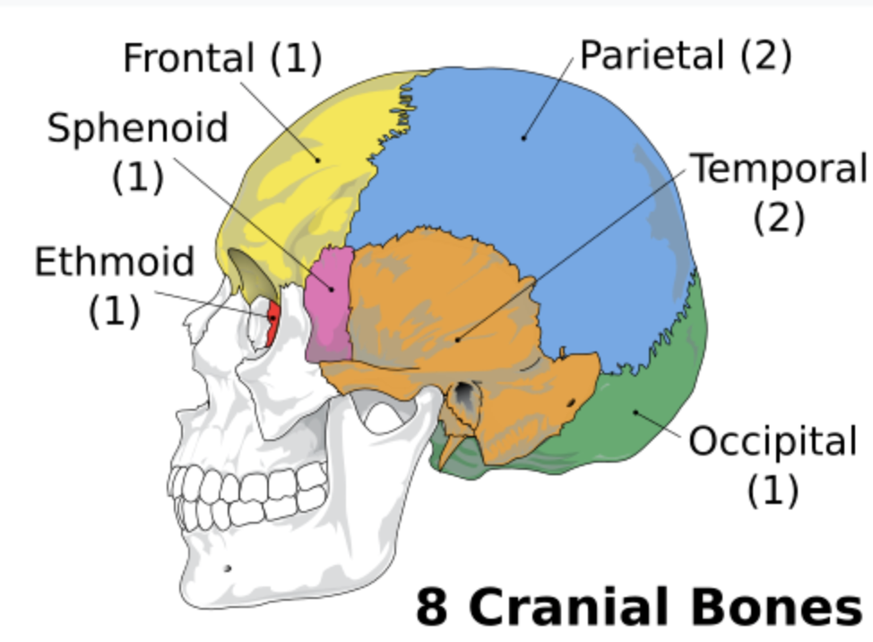 <p>A hollow cavity in the skull that protects the brain composed of 8 cranial bones</p><p></p>