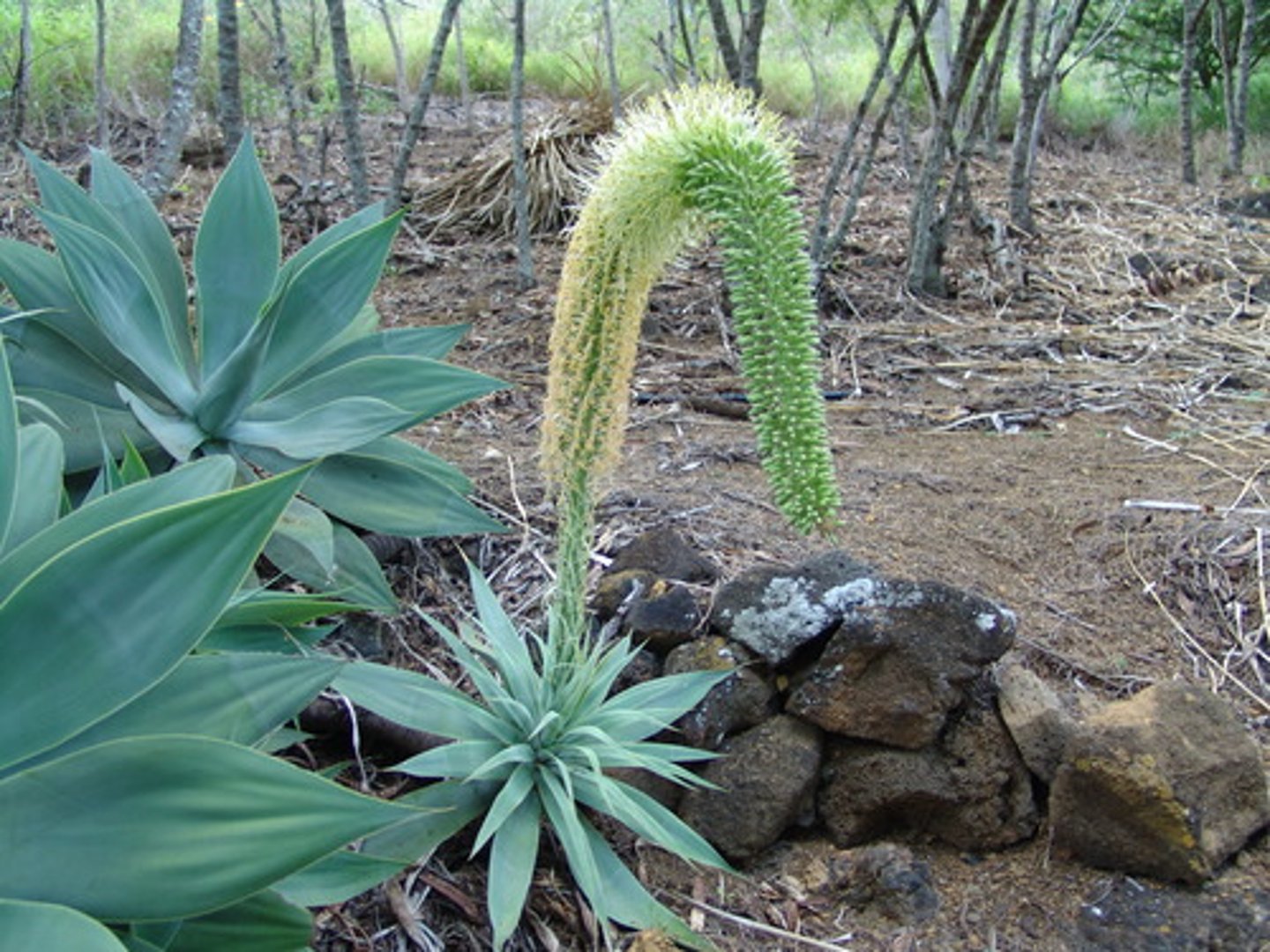 <p>Foxtail Agave</p>