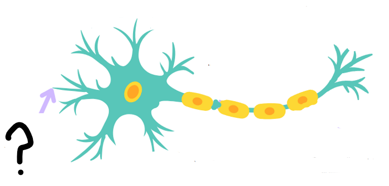 <p>Identify this part of the neuron and its function: </p>