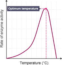 <p>Higher temperature = faster enzyme activity (enzyme and substrate move about more, so they’re more likely to meet up and react)</p><p>But if it gets too hot, the bonds holding the enzyme together will break, denaturing the enzyme.</p>