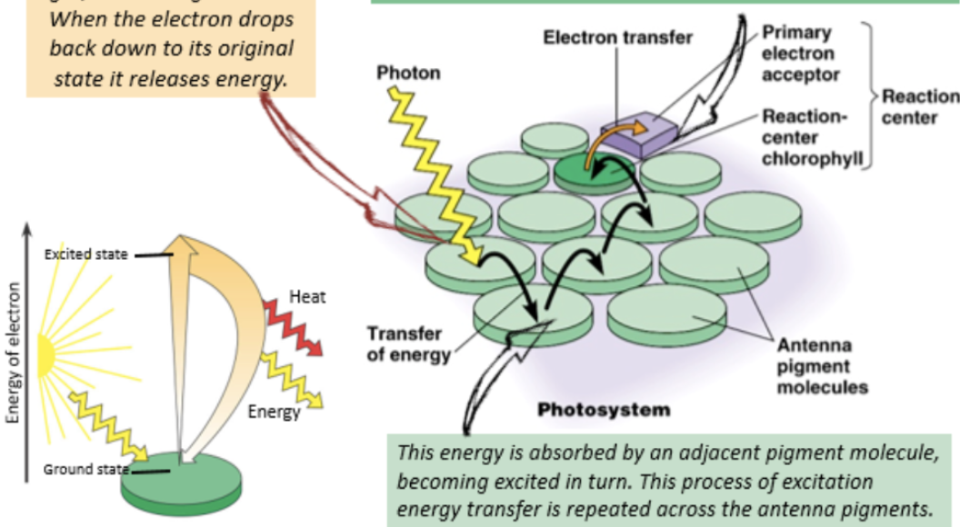 <ul><li><p>accessory pigments in photosystem absorb light, exciting electrons</p></li><li><p>electrons drop back down to original state and release energy, exciting electrons in adjacent pigment molecules</p></li><li><p>process of excitation energy transfer repeated across antenna pigments until reaction center chlorophyll is reached</p></li><li><p>in the reaction center, electrons transferred to electron acceptor (main electron acceptor NADP+)</p></li></ul><p></p>