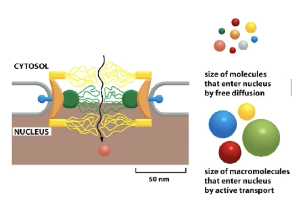 <p>Nucleoporins line the pore and contain random coils (unstructured regions) that restrict the movement of larger macromolecules!</p><ul><li><p>Free diffusion of up to 9 nm, everything else = signal</p></li></ul><p></p>