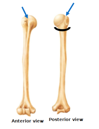 <ul><li><p>longest, largest bone of upper limb and the only bone of the arm articulates with scapula, radius & ulna</p><ul><li><p>Head - inserts into the <u>glenoid cavity</u></p></li><li><p>Anatomical neck vs surgical neck</p><ul><li><p>surgical neck (black semicircle) is below the greater and lesser tubercle and it more commonly fractured </p></li></ul></li><li><p>Greater & lesser tubercle separated by the intertubercular sulcus (groove)</p></li><li><p>Deltoid tuberosity</p></li><li><p>Fossae: olecranon (elbow bone), coronoid and radial</p></li></ul></li><li><p>Two condyles:</p><ul><li><p>Trochlea articulates with the ulna</p></li><li><p>Capitulum articulate with the radius</p></li></ul></li><li><p>Two epicondyles</p><ul><li><p>point of attachment for muscles to allow movement of fingers</p><ul><li><p>Medial and lateral</p><ul><li><p>Note: the ulnar nerve behind medial epicondyle (nerve that gets irritated when you hit the ‘funny bone’)</p></li></ul></li></ul></li></ul></li></ul><p></p>