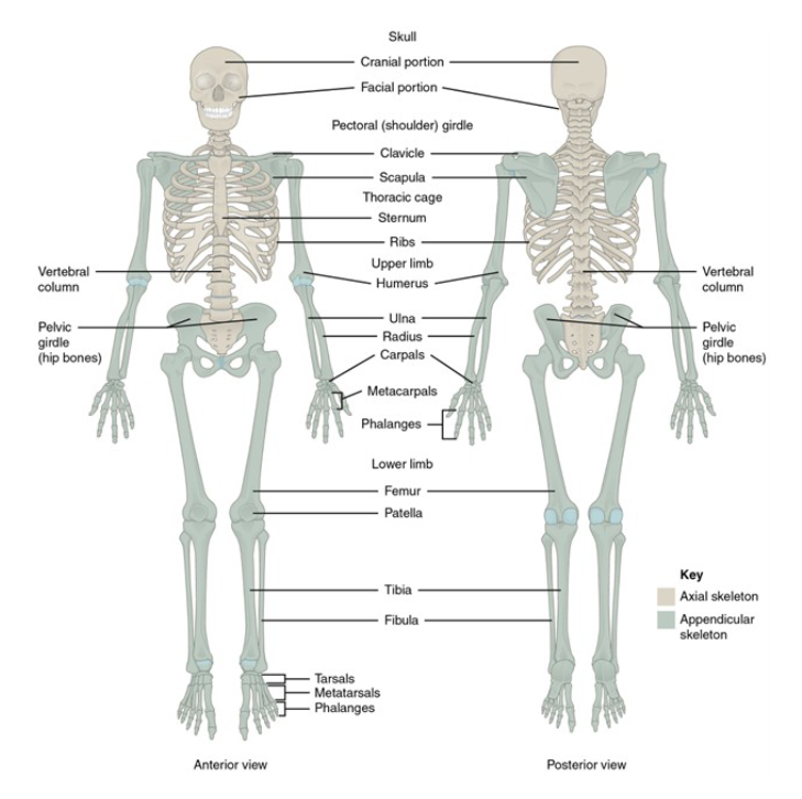 <ul><li><p>Pectoral Gridle</p></li><li><p>Pelvic Gridle</p></li><li><p>Appendages</p></li></ul><p></p>