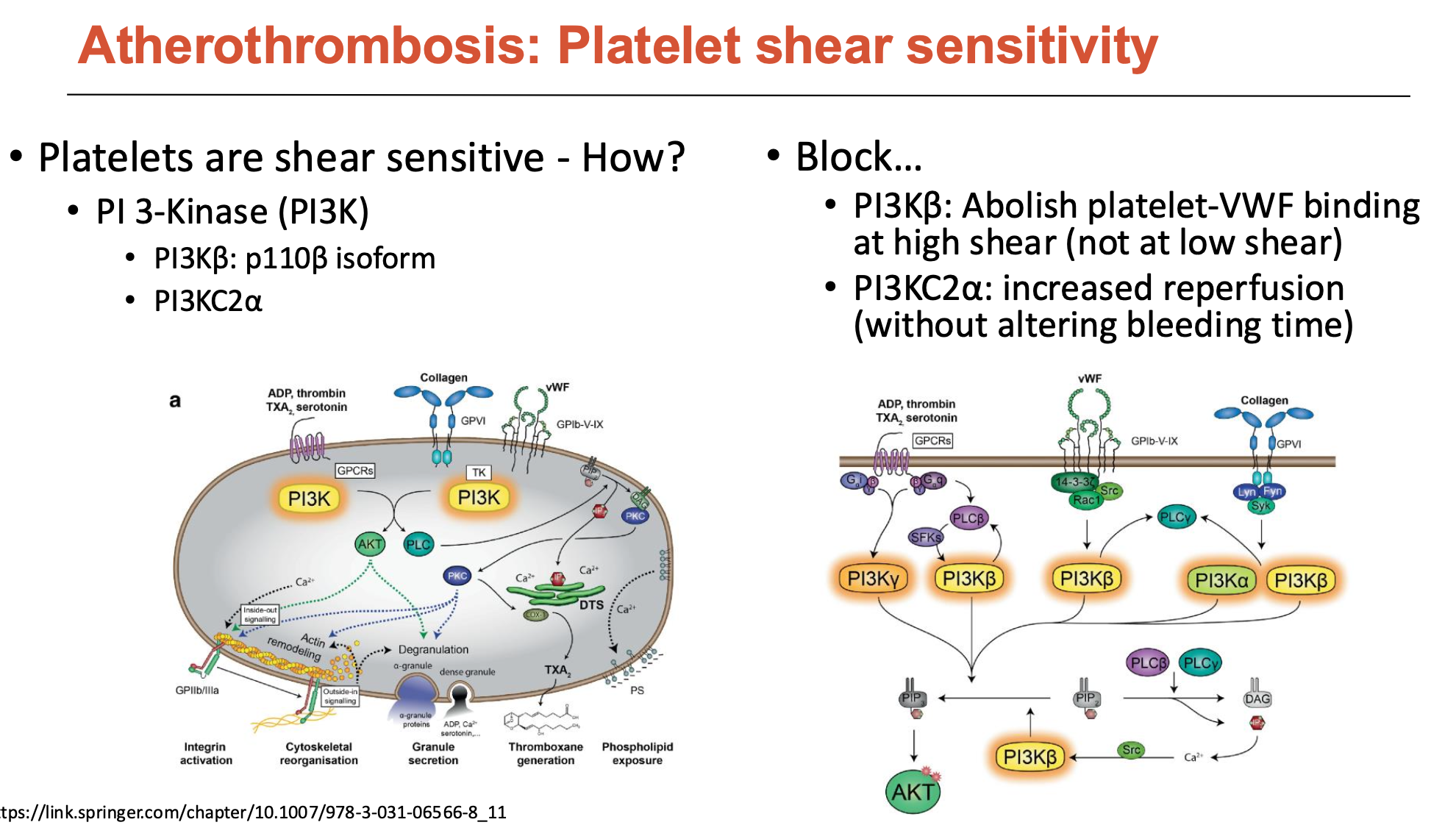<p>Platelets have many receptors, but intracellularly, many signals go through PI 3-Kinase (PI3K)</p><ul><li><p>PI3K is an enzyme that phosphorylates things and triggers intracellular signalling to activate platelet roles</p></li><li><p>Specific types are shear-sensitive, and when <strong>blocked</strong>:</p><ul><li><p><strong> </strong>blocked <strong>PI3Kβ</strong> abolishes platelet-VWF binding at high shear (not at low shear)</p></li><li><p>blocked <strong>PI3KC2α</strong> increases reperfusion (without altering bleeding time)</p></li></ul></li></ul><p></p>