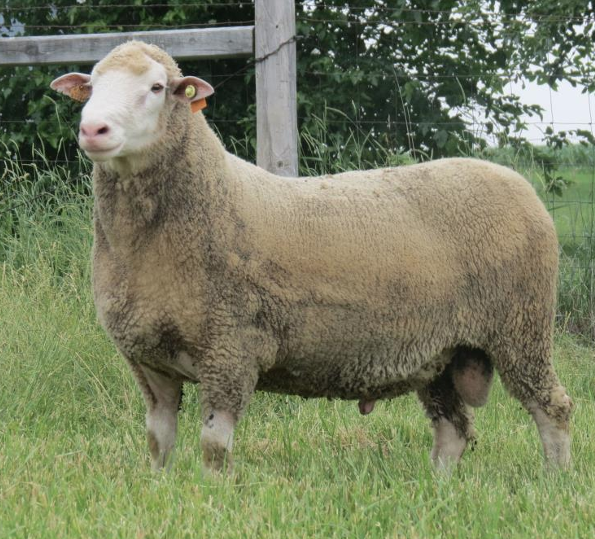 <ul><li><p>White sheep breed</p></li><li><p>Decent enough wool</p></li><li><p>Rambouillet x Dorset x Finnsheep x Targhee</p><ul><li><p><strong>Poly = many</strong></p></li><li><p><strong>Decent carcass value</strong></p></li><li><p>Flocking instinct</p></li><li><p>Good mothers; good instincts</p></li><li><p>Can breed <strong>out-of-season</strong></p></li><li><p>Produce <strong>2-3 lambs</strong></p></li></ul></li><li><p><strong>Polled</strong></p></li></ul><p></p>