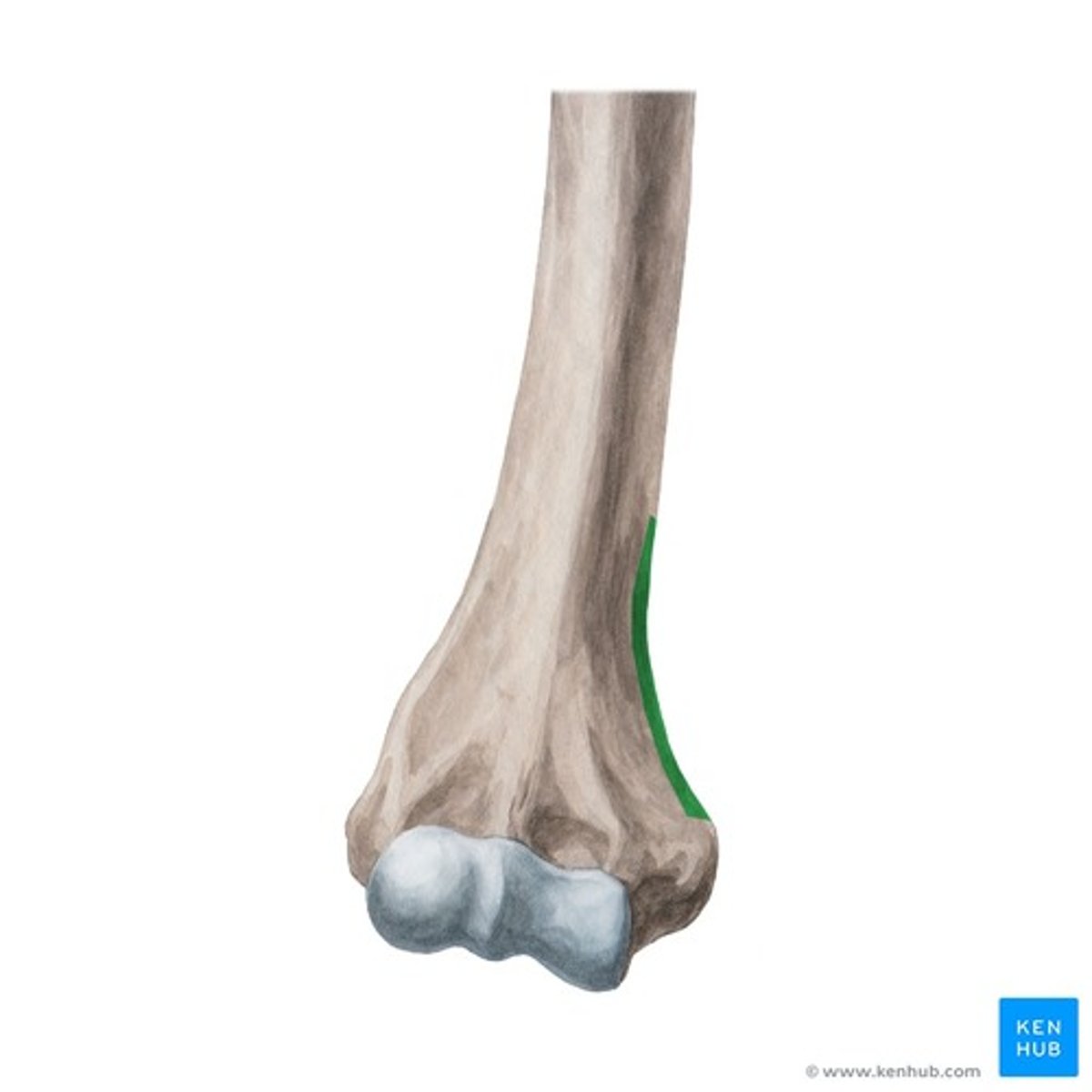 <p>sharp, prominent bony margin located on the distal-medial aspect of the humerus, extending superiorly from the medial epicondyle</p>