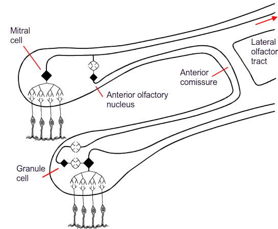 <p>Anterior olfactory nucleus inhibits the contralateral bulb via the Anterior commissure</p><p>Synapsing on granule cells</p><p></p>