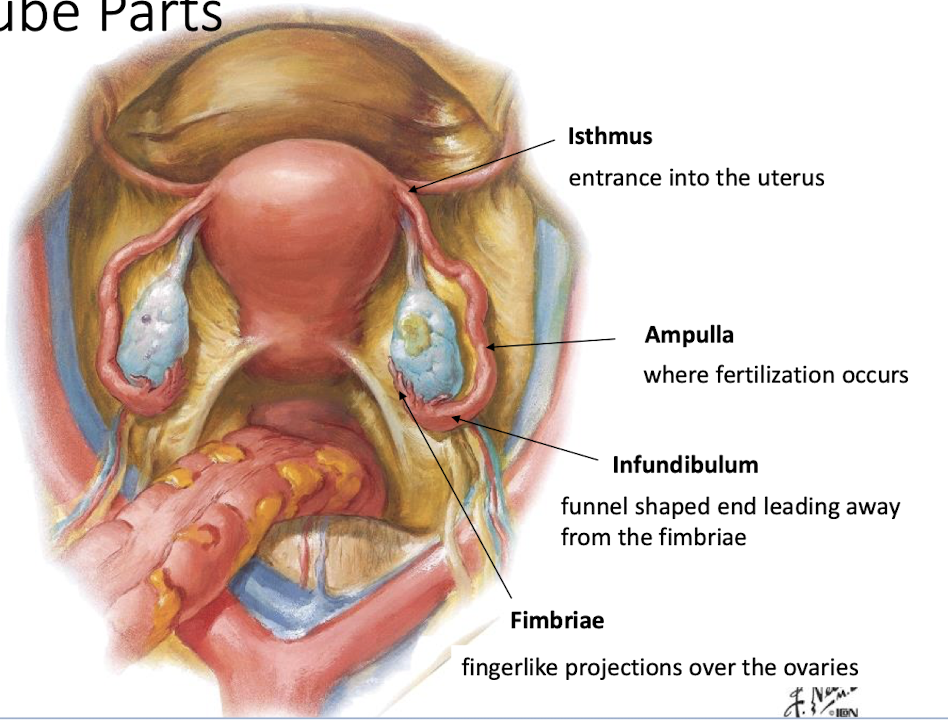 <p>Isthmus - entrance to the uterus</p><p>Ampulla - where fertilization occurs</p><p>Infundibulum - funnel shaped end leading away from the fimbriae</p><p>Fimbriae - finger like projections over the ovaries</p>