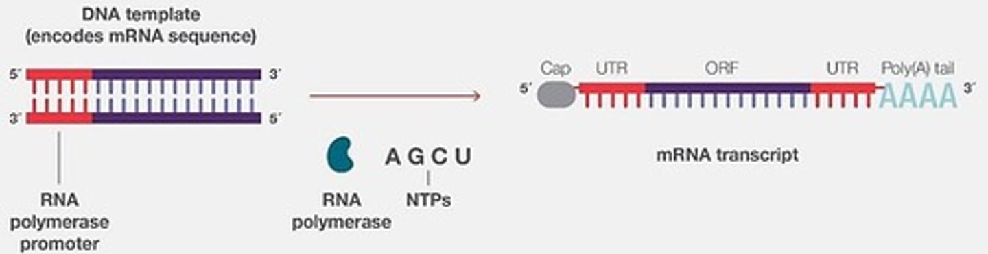 <p>RNA polymerase synthesizes mRNA from a DNA template during in vitro transcription.</p>