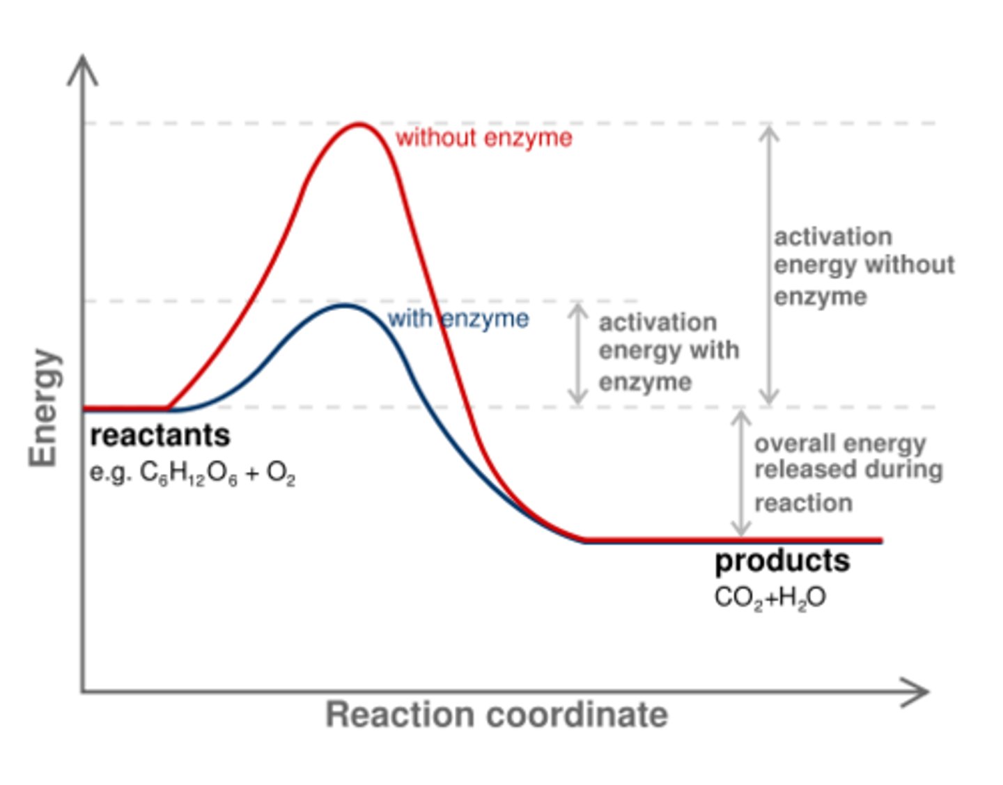 <p>they do not</p><p>(Note: they only change</p><p>the rate at which the</p><p>reaction occurs,</p><p>not it's equilibrium point)</p>