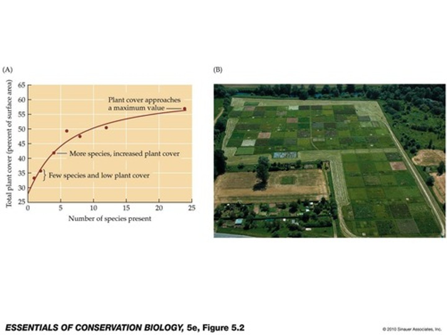 <p>Biodiversity enhances ecosystem productivity and carbon sequestration, as shown by studies demonstrating greater plant growth in diverse species plots.</p>