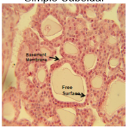 <ul><li><p>structure: cube shaped with a central nucleus</p></li><li><p>location: in tubules where they can reabsorb substances, collecting ducts of kidneys, ducts, surface of ovaries</p></li><li><p>function: mainly absoprtion, active transport, secretion</p></li></ul>