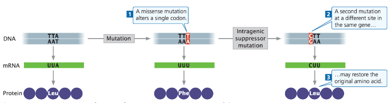 <p><strong>Definition</strong><br> A second-site mutation that hides or suppresses the effect of the first mutation<br> Not a reverse mutation</p><p><strong>Types</strong><br> <strong>Intragenic Suppressor</strong> – Occurs within the same gene as the original mutation<br> <strong>Intergenic Suppressor</strong> – Occurs in a different gene (implied from earlier notes)</p>