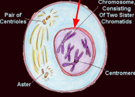 What happens during Prophase?
