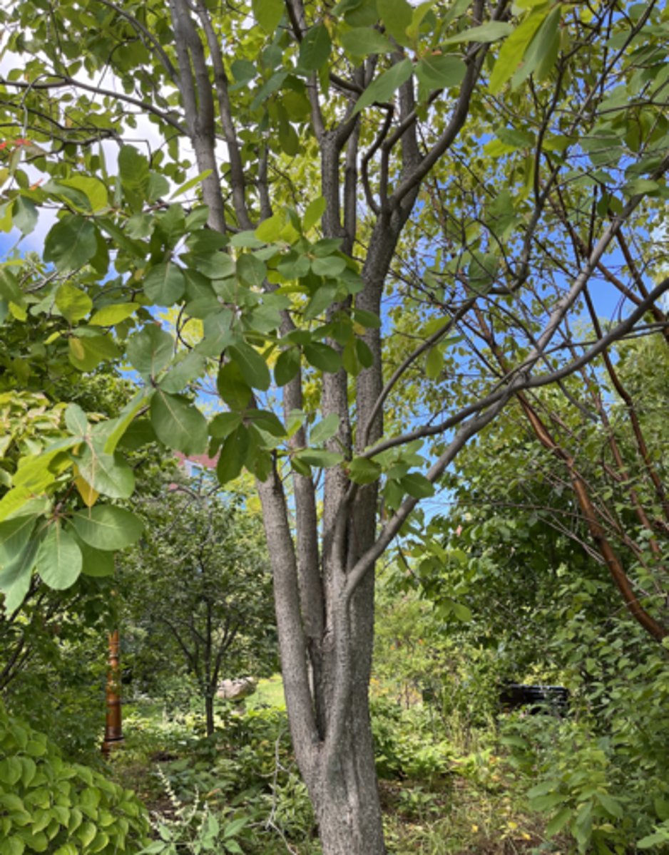<p>entire, circle, clumpy leaves</p>