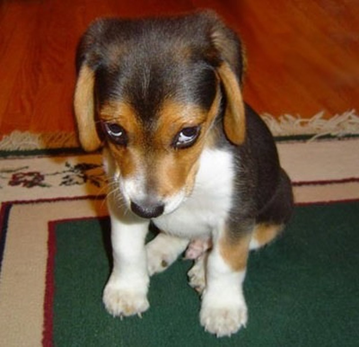 <p>(adj.) deserving blame, worthy of condemnation</p><p>SYN: guilty, delinquent, peccant, blameworthy</p><p>ANT: blameless, innocent, laudable, meritorious</p>