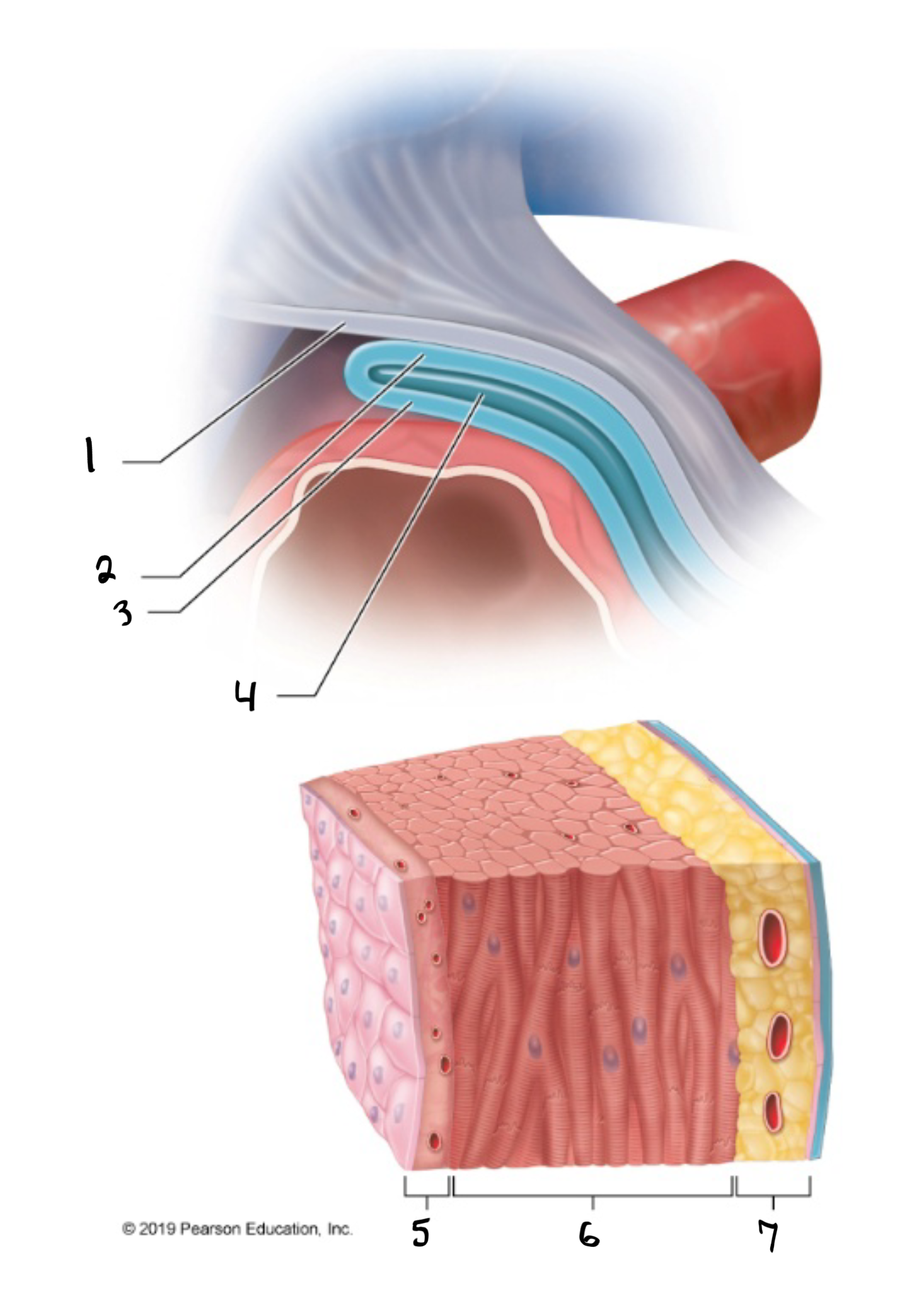 <p>what is #4 in the image?</p>