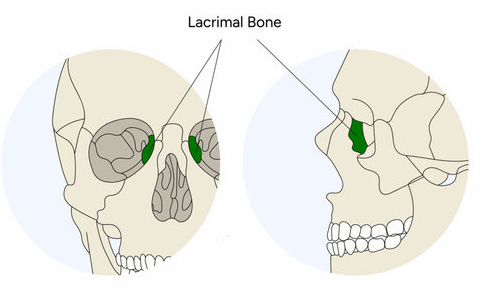 <p>Lacrimal fossa; tears collect in sac and drain into nasal cavity</p>