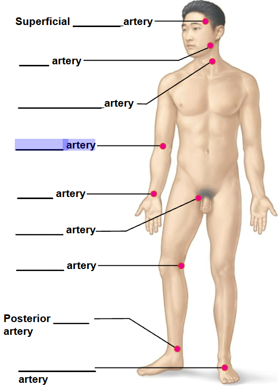 <p>highlighted arrow </p>