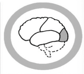 <p>The Occipital Lobe</p>