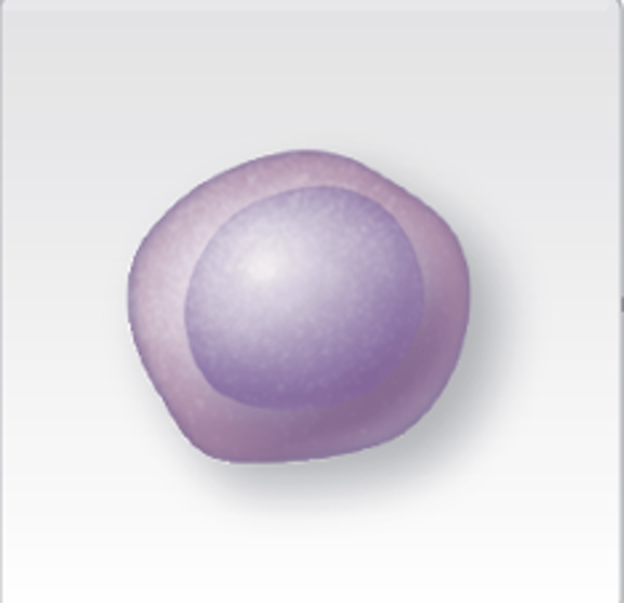 <p>hemoglobin synthesized rapidly</p>