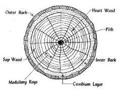 <p>&quot;pith rays&quot; composed primarily of parenchyma and transport for nutrients for occlusion of xylem vessels for deposition of terpenes in formation of heartwood</p>