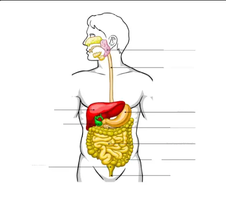 Identify the parts of the digestive system