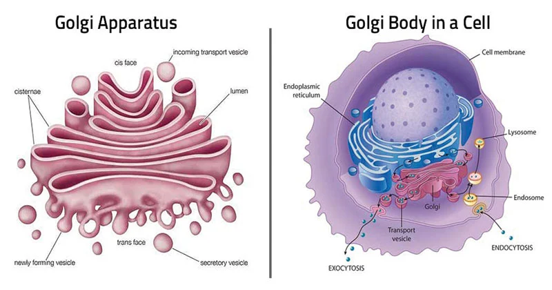 <p>finishes, sorts, tags, and ships cell proteins like a “UPS shipping department”; ships products in vesicles like membrane sacs or “UPS Trucks”</p>