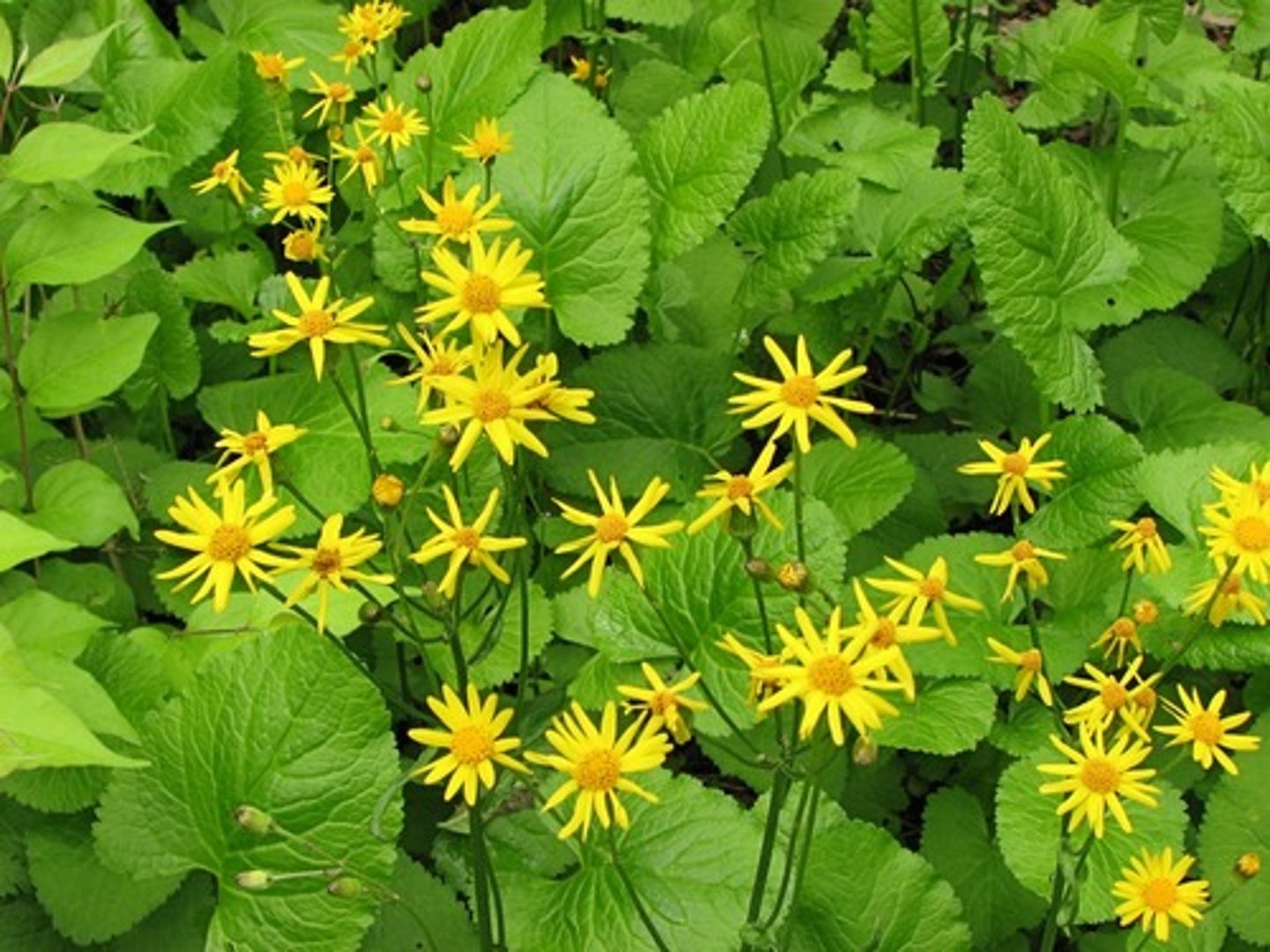 <p>(tall thin stems)</p>