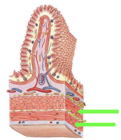 <p>Muscularis Externa </p>