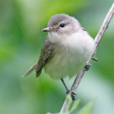 Small, no wing bars, pale yellow belly, light eyebrow. Males and females similar.
